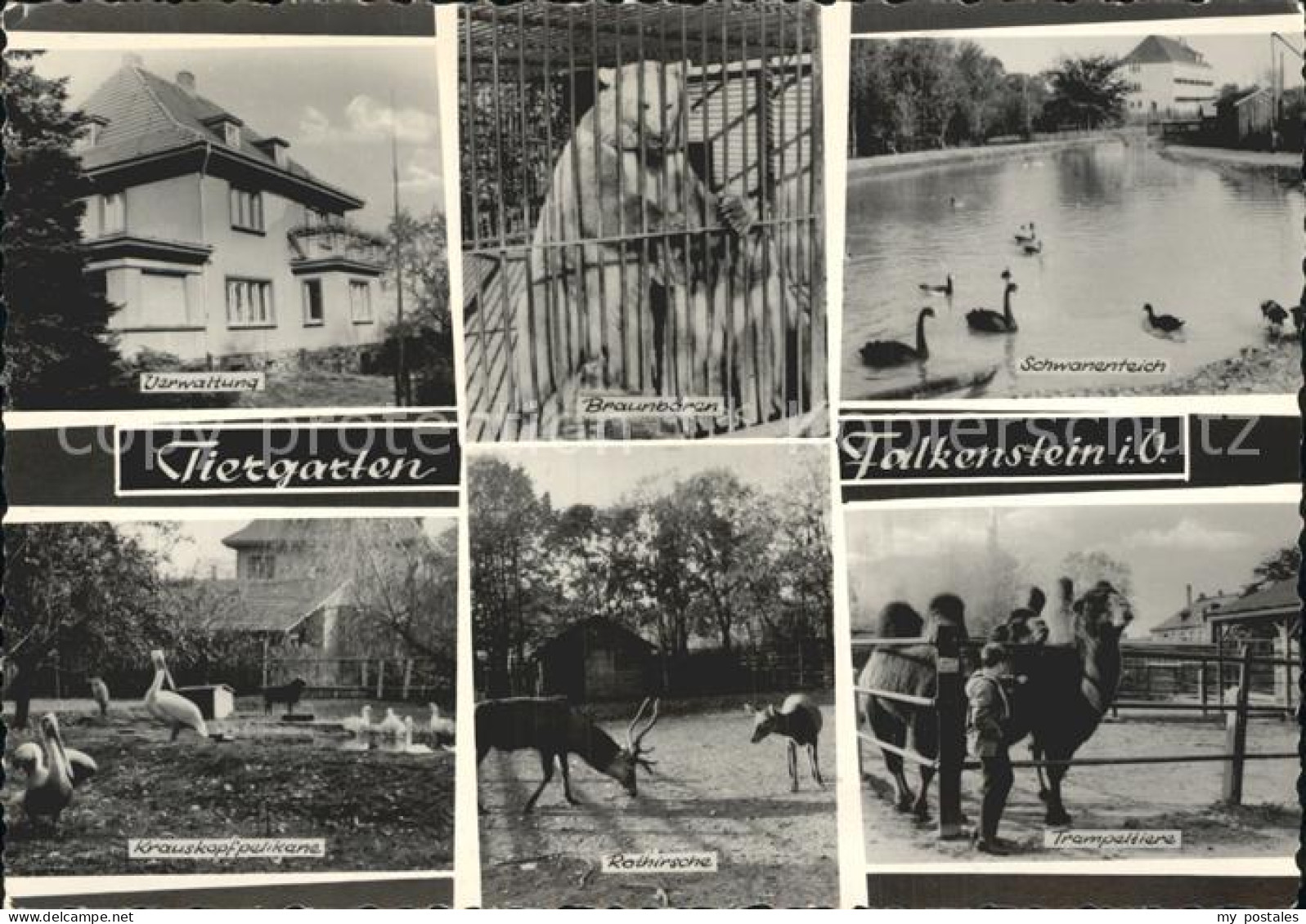 Falkenstein Vogtland Tiergarten Braunbaeren Schwanenteich Trampeltier Rothirsch