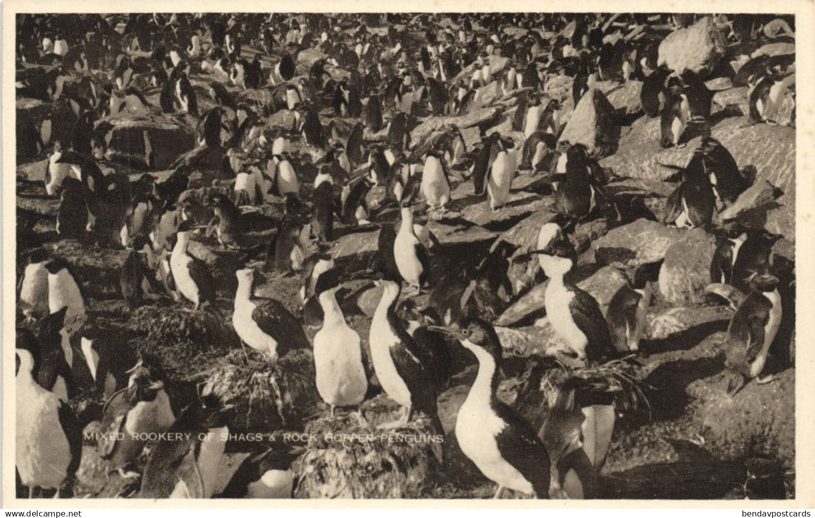 Falkland Islands, Mixed Rookery of Shags and Rock Hopper Penguins 1930s Postcard