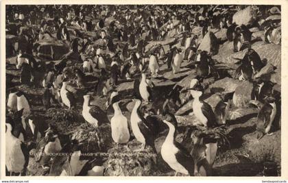 Falkland Islands, Mixed Rookery of Shags and Rock Hopper Penguins 1930s Postcard