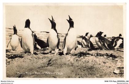 BAWP10-0973-FALKLAND - Gentoo penguin rookery falkland islands