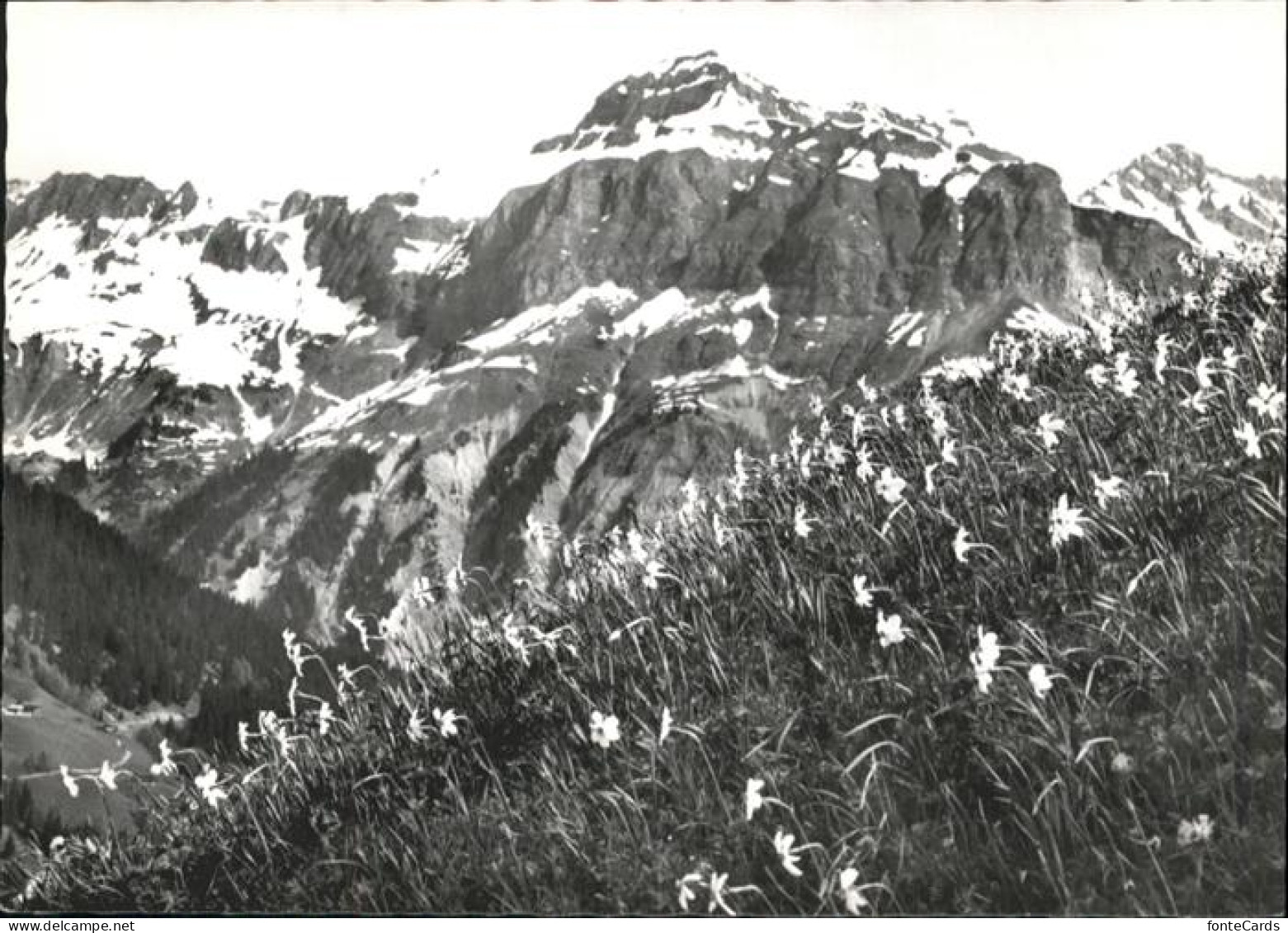 Fanas Narzissenwiese