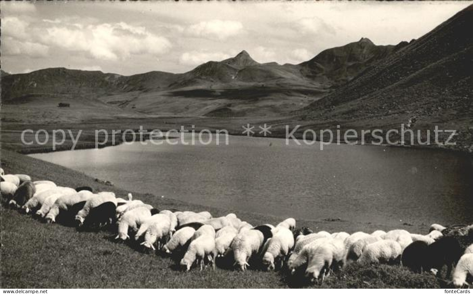 Fideris am Glunersee Schafherde