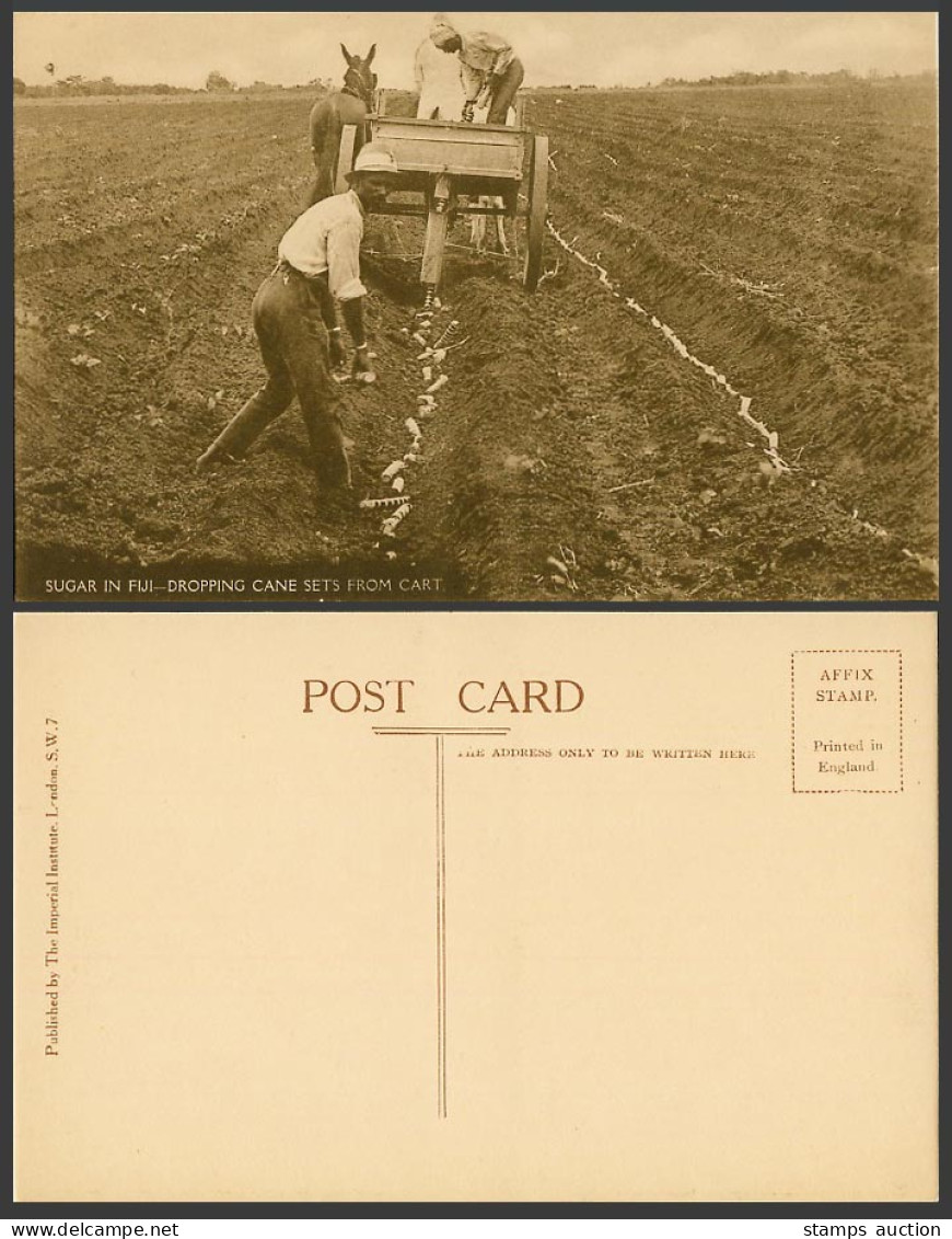 Fiji Old Postcard Sugar in Fiji Dropping Cane Sets from Cart, Native Farmers Men