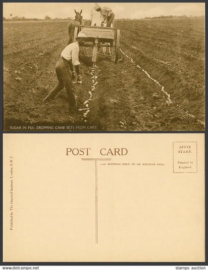 Fiji Old Postcard Sugar in Fiji Dropping Cane Sets from Cart, Native Farmers Men
