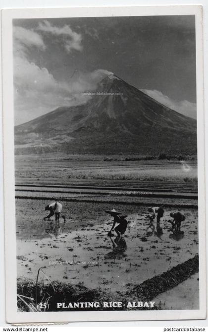 Planting Rice - Albay - & mountain,rice field,agriculture