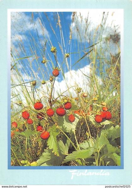 B96427 finlandia suomi finland Strawberry