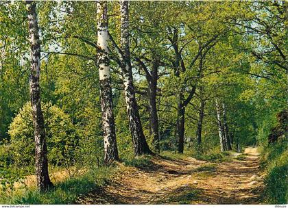 Finlande - Forêt - Forest - Suomi - Finland - CPM - Voir Scans Recto-Verso