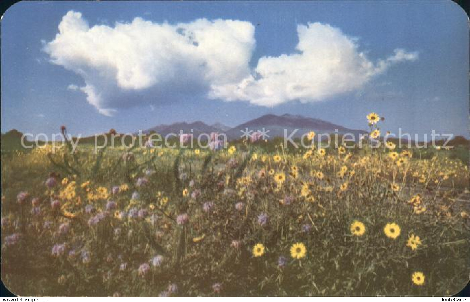 Flagstaff Arizona Sunflowers in bloom San Francisco Peaks Route 66