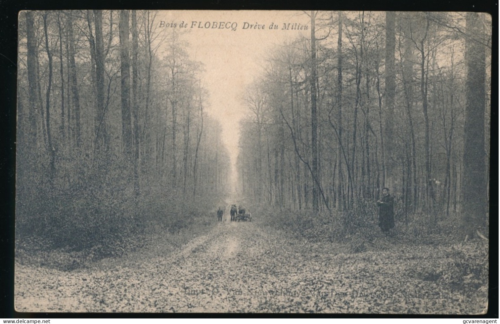 FLOBECQ.   BOIS DE FLOBECQ.  DREVE DU MILIEU