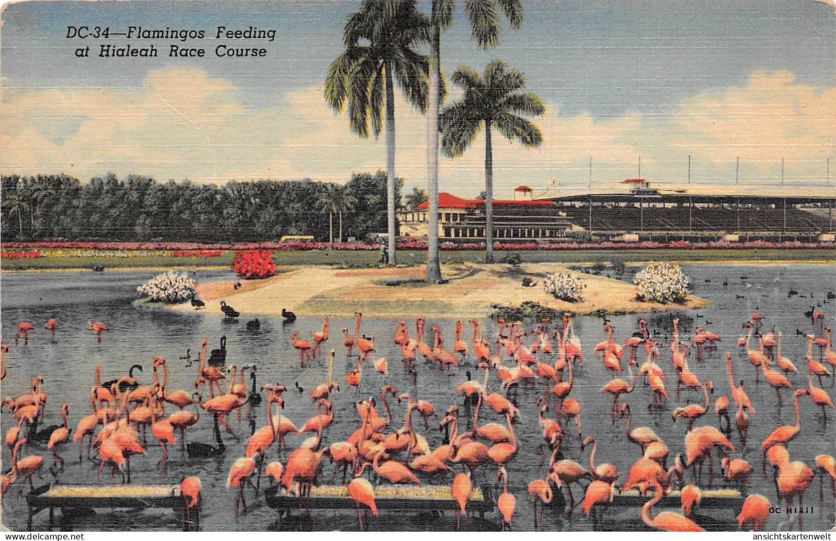 Florida FL Flamingos Feeding at Hialeah Race Course gl1952 #164.110