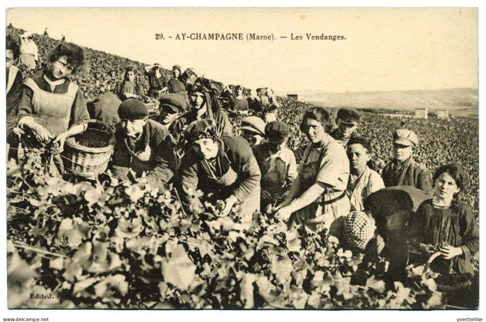 FRANCE Ay Champagne, les vendanges, animation en gros plan.