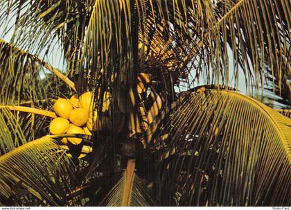 971 SAINT BARTHELEMY