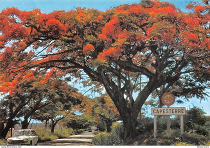 974 SAINT BARTHELEMY FLAMBOYANTS