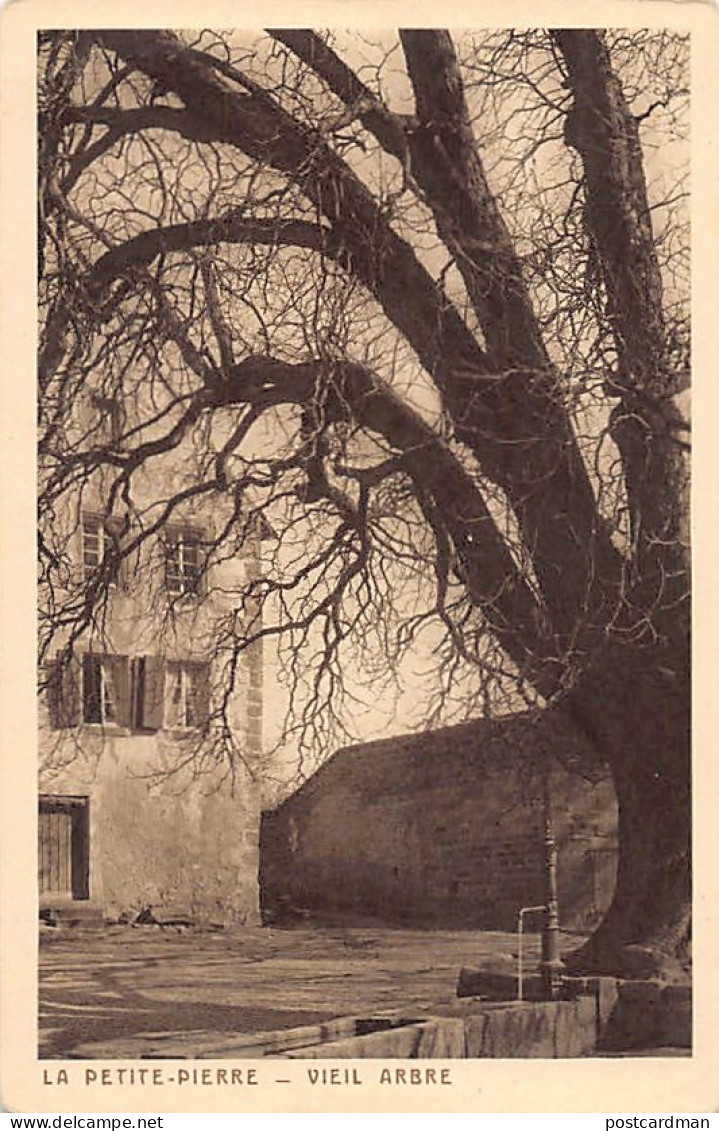 France - La Petite-Pierre - Vieil Arbre - Cliché Braun - Ed. Braun & Cie