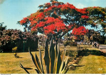 CPM La Reunion Saint Pierre Flamboyant