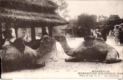 Marseille - Exposition Coloniale 1922 - chameau - camel - CPA