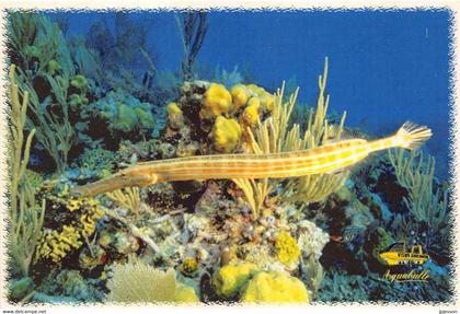 MARTINIQUE - LE MARIN - PORT DE PLAISANCE - "AQUABULLE" - POISSON