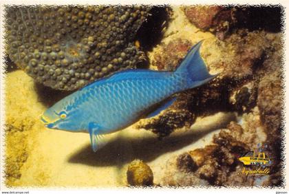 MARTINIQUE - LE MARIN - PORT DE PLAISANCE - "AQUABULLE" - POISSON