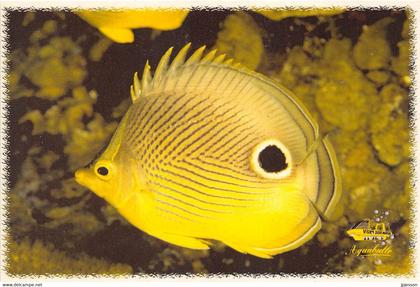 MARTINIQUE - LE MARIN - PORT DE PLAISANCE - "AQUABULLE" - POISSON