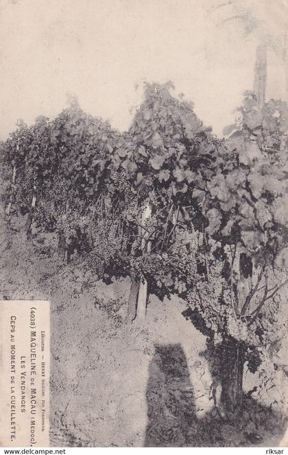 MAQUELINE DE MACAU(VENDANGES)