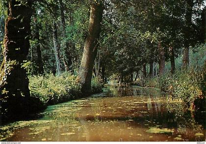 Carte Postale - 79 - Le Marais Poitevin - Venise Verte - Promenade dans la Venise Verte - CPM - Voir Scans Recto-Verso -