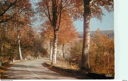 Carte Postale - 87 - Haute Vienne - Limousin - Autone en Limousin - Forêt - Carte Dentelée - CPM - Voir Scans Recto-Vers
