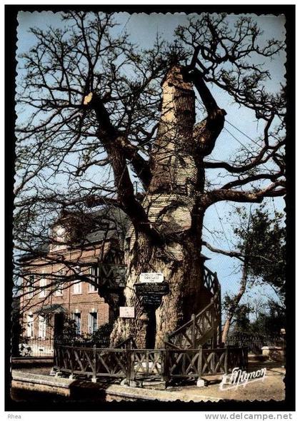 76 Allouville-Bellefosse arbre chene D76D K76758K C76001C RH095782