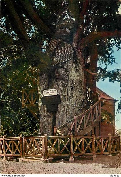 76 - Allouville-Bellefosse - Le vieux Chêne et ses deux Chapelles - Arbre Remarquable - Carte Neuve - CPM - Voir Scans R