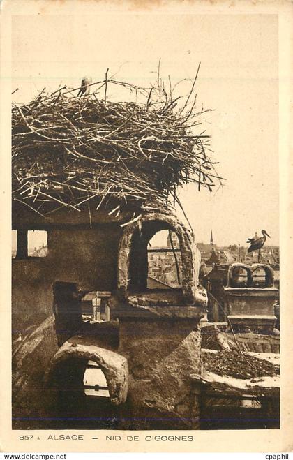 CPA Alsace Nid de Cigognes
