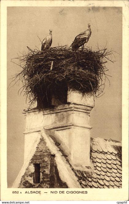 CPA Alsace Nid de Cigognes