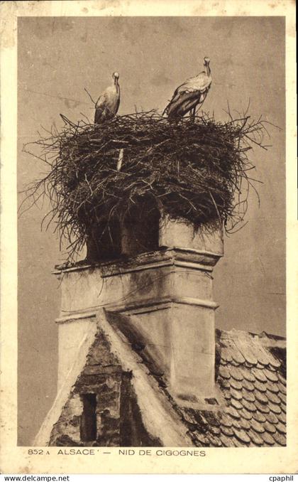 CPA Alsace Nid de Cigognes