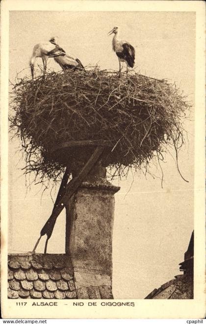 CPA Alsace Nid de Cigognes