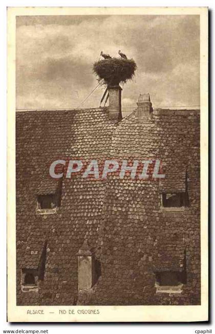 CPA Alsace Nid de Cigognes
