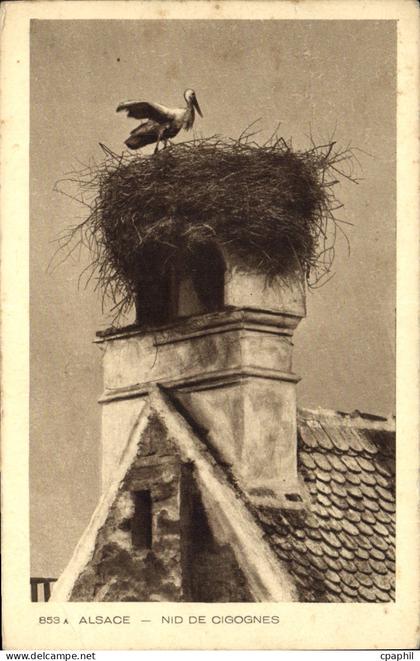 CPA Alsace Nid de Cigognes