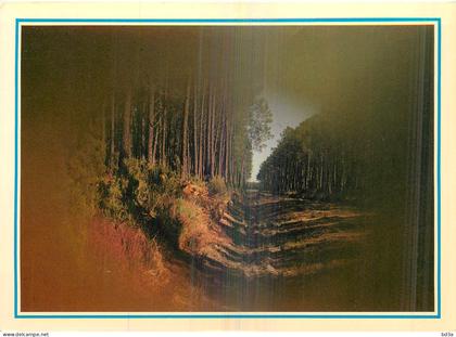 AQUITAINE - ALLEE FORESTIERE