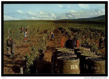 39 Arbois vendanges D39D K39013K C39013C RH101193