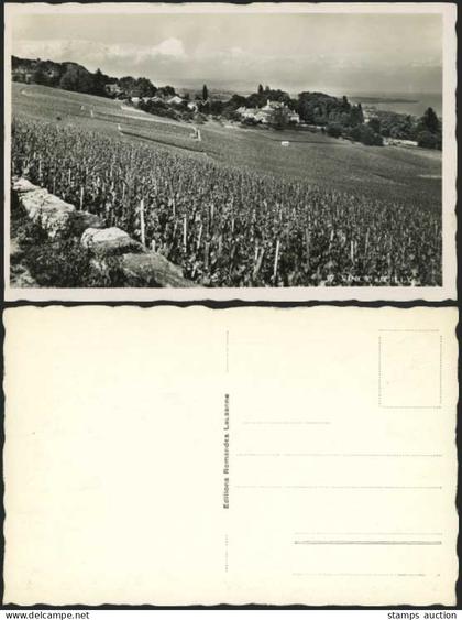France Old Postcard VINCY - GILLY Panorama General View