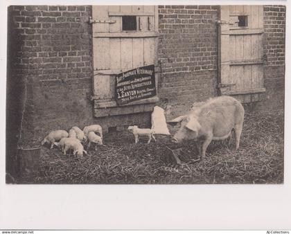 AJC - Beauval - Baby Phosphate Vétérinaire L. CARTON à Beauval