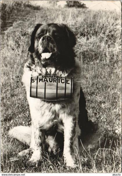 CPM BOURG-SAINT-MAURICE Saint-Bernard Dog Harry (1193520)