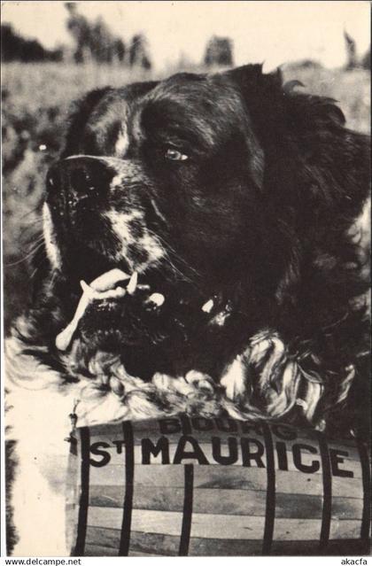 CPM BOURG-SAINT-MAURICE Saint Bernard Dog Harry (1194048)