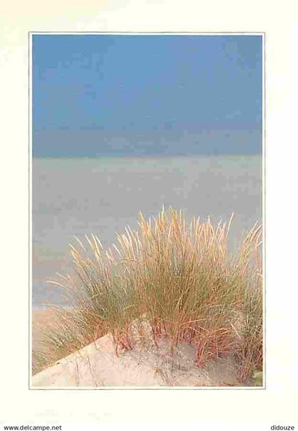 59 - Bray Dunes - Plage - Dunes - Carte Neuve - CPM - Voir Scans Recto-Verso