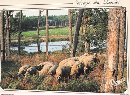 40 CASTETS FORET LANDAISE