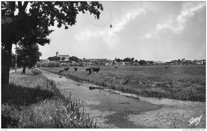 Chaillé les Marais : vue des marais