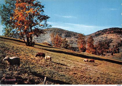 88-COL DE BUSSANG-N°4247-D/0395