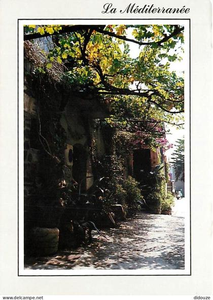 Carte Postale - 66 - Collioure - Vieille ruelle typique de Collioure - A l'ombre d'une treille - CPM - Voir Scans Recto-