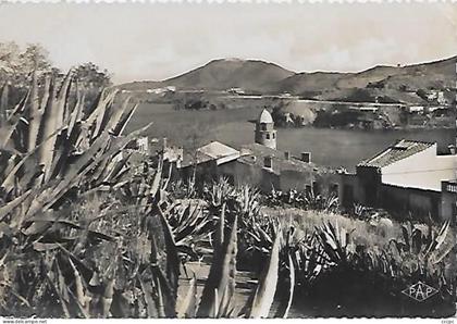 CPSM Collioure Aloès