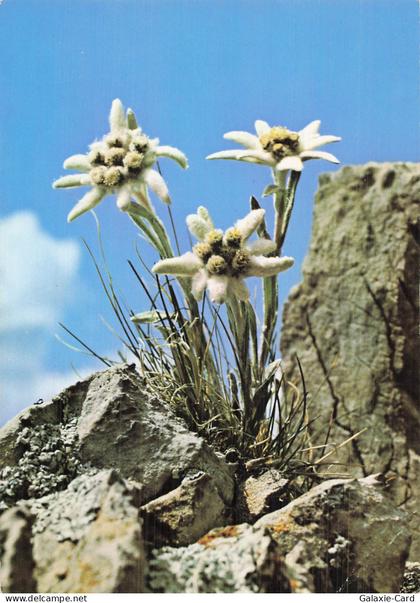 73 COURCHEVEL COURCHEVEL