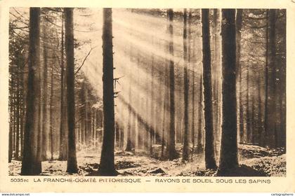 A5363 Franche-Comté rayons de soleil sous les sapins