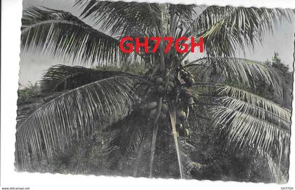 CPA GUADELOUPE -cocotiers