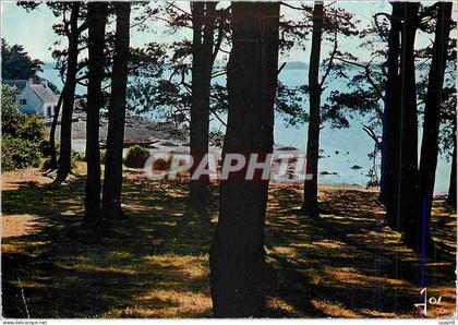 CPM L'Ile aux Moines Morbihan Le Bois d'Amour